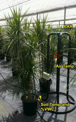 Picture of the test Marginata with the Data Logger Rig in the Shade-house. August 21, 2017