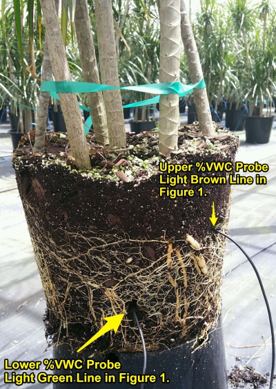 Close up of the installation of the %vWC Probes in the soil.