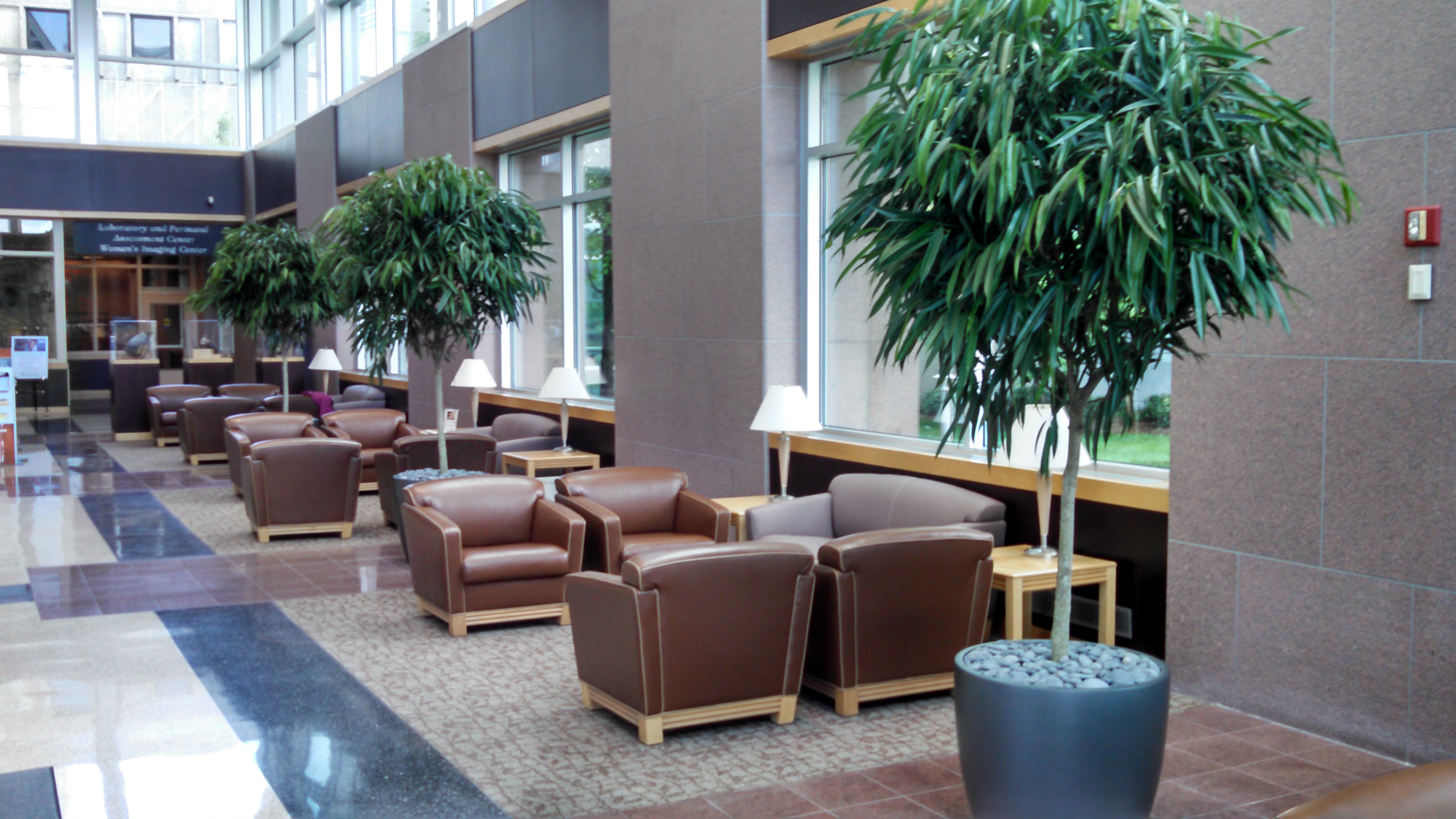 Final installation photo of Ficus Alii at Wheaton Franciscan Healthcare, Glendale, Wisconsin
