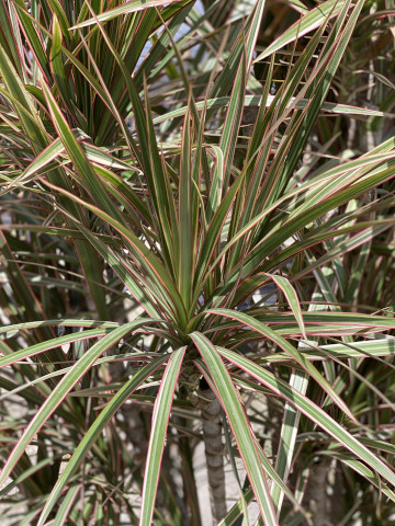 Dracaena marginata 'BiColor' Image