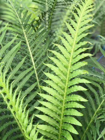 Blechnum 'Silver Lady' | Farm Life Tropical Foliage