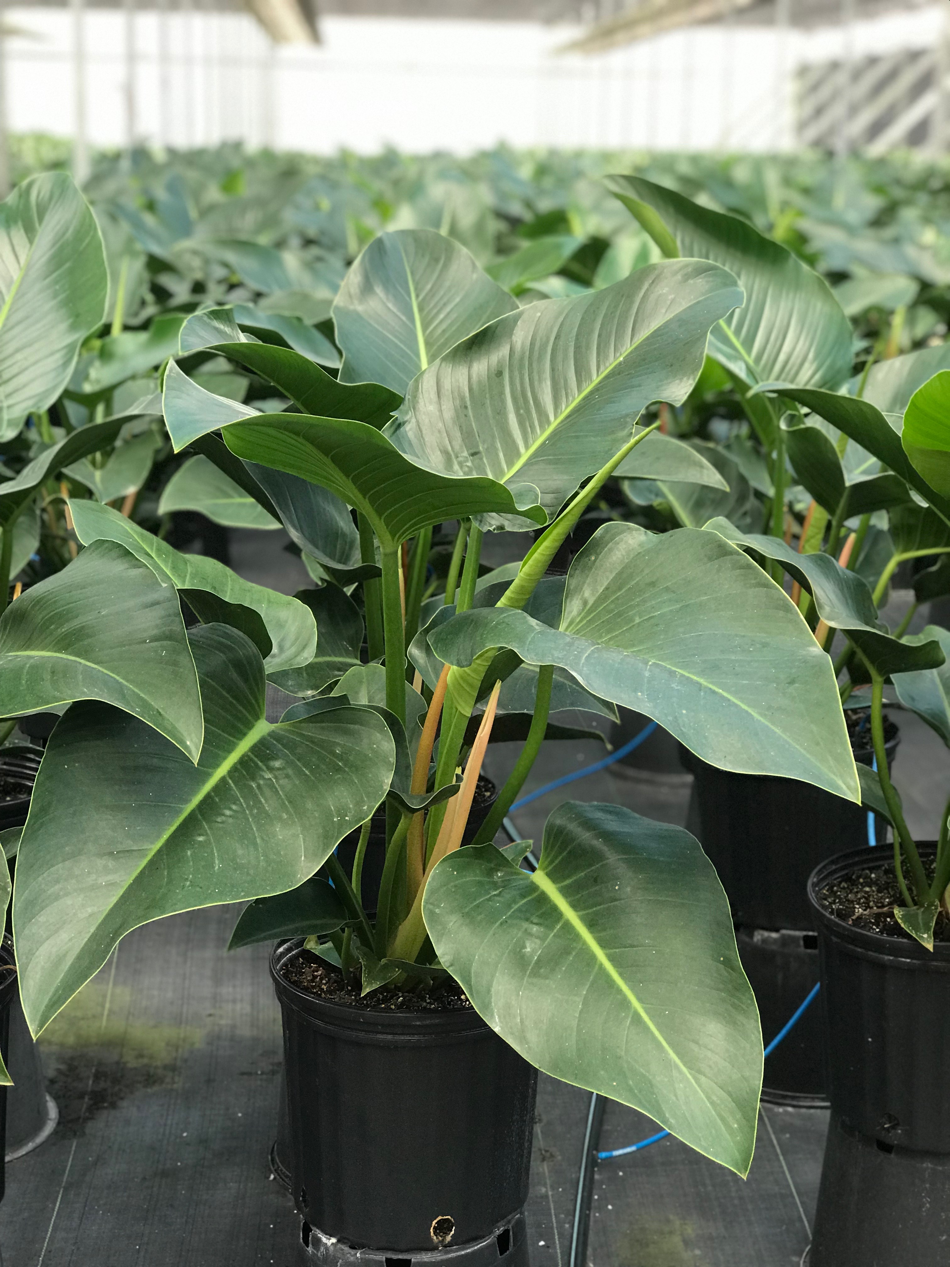 Philodendron Green 'Congo' | Farm Life Tropical Foliage