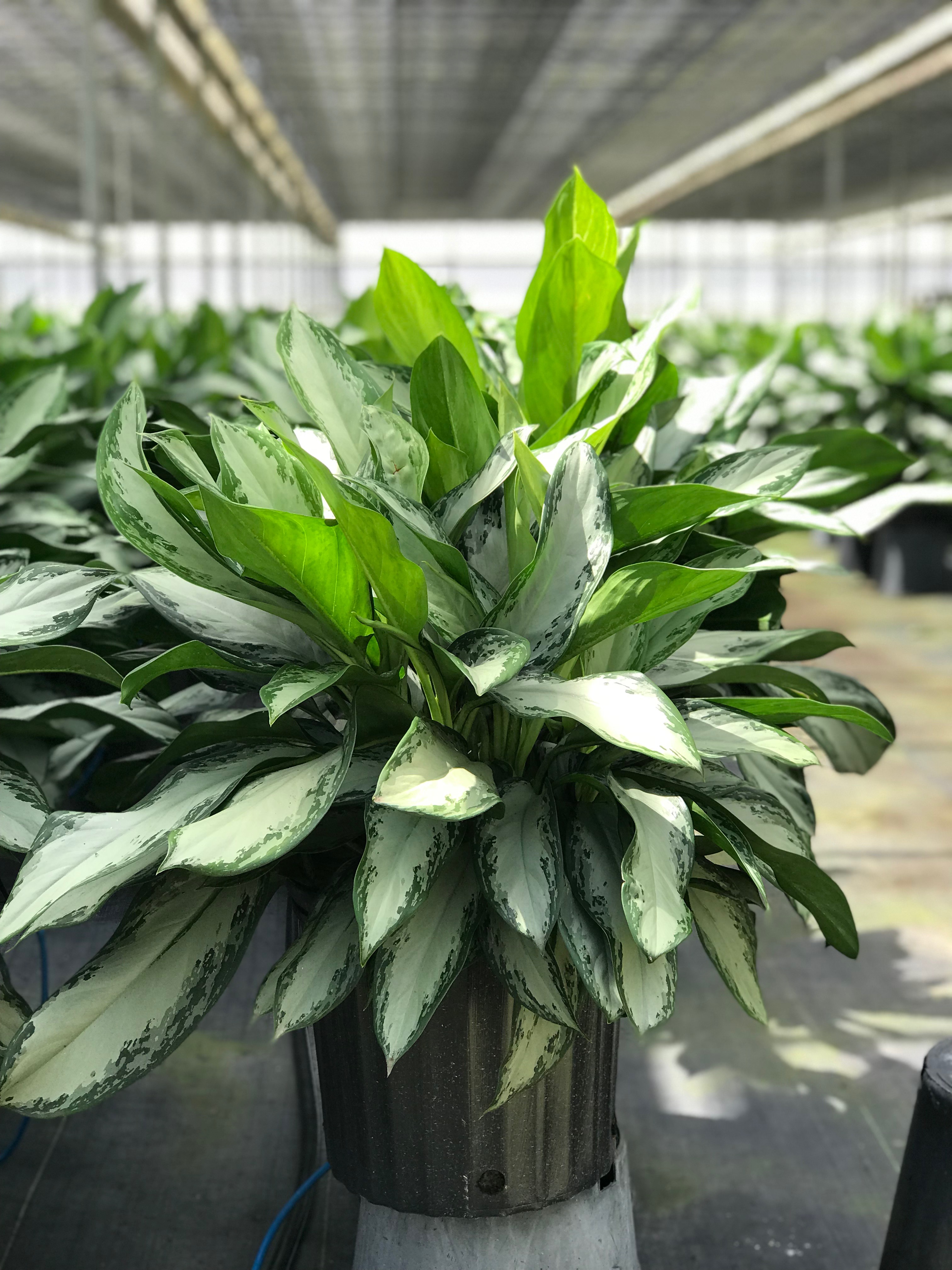 gold dust dracaena plant Dracaena Gold Dust | 4