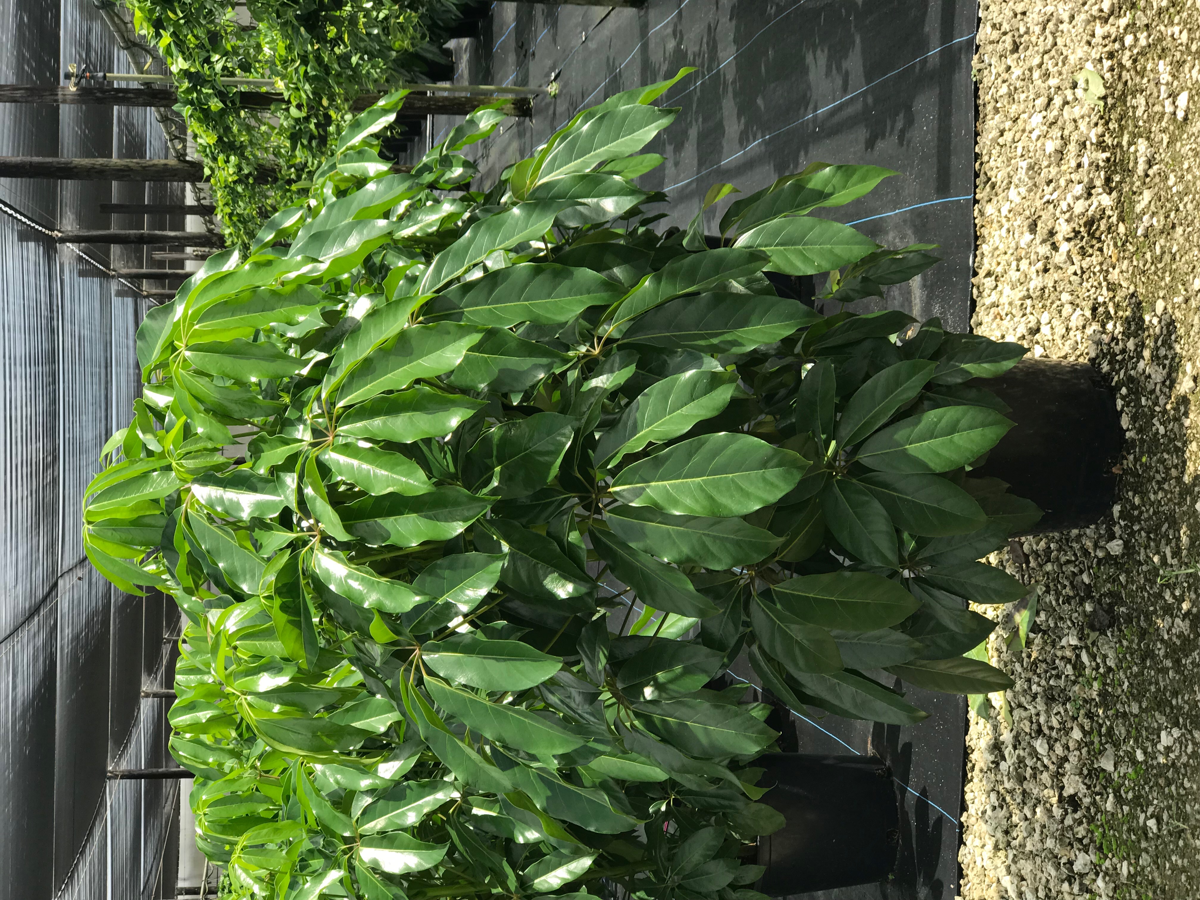 Schefflera Actinophylla Amate