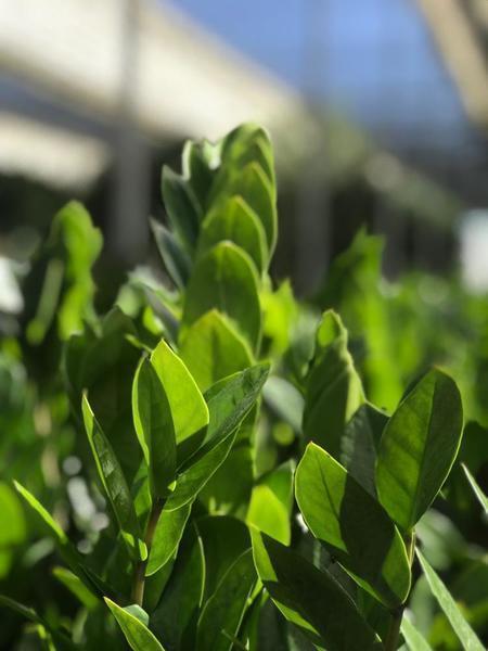 Zamioculcas zamifolia 'ZZ'