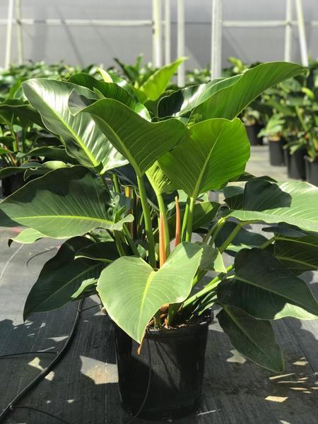 Philodendron green deals congo