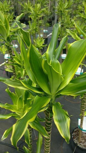 Dracaena steudneri 'Moonlight' | Farm Life Tropical Foliage