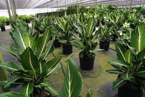 dracaena deremensis lemon lime Dracaena Lemon Lime | Care Guide and Pro Tips - Delivery from Toronto  across Canada