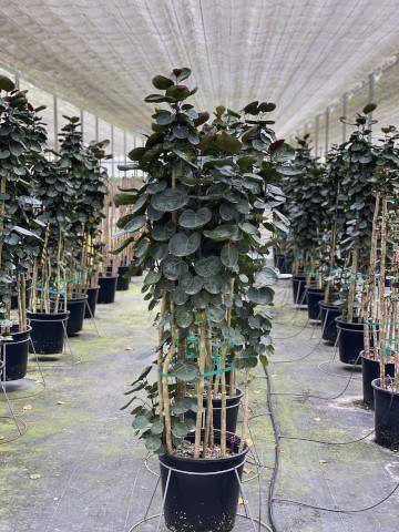 10” top Aralia Fabian