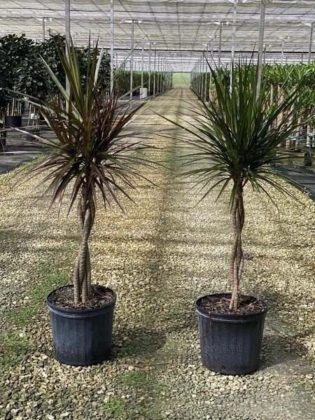 glanzmispel spalier 150 cm Glanzmispel als Spalierbaum bestellen?