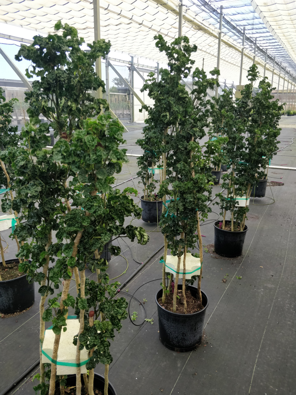 Aralia 'Black' | Farm Life Tropical Foliage