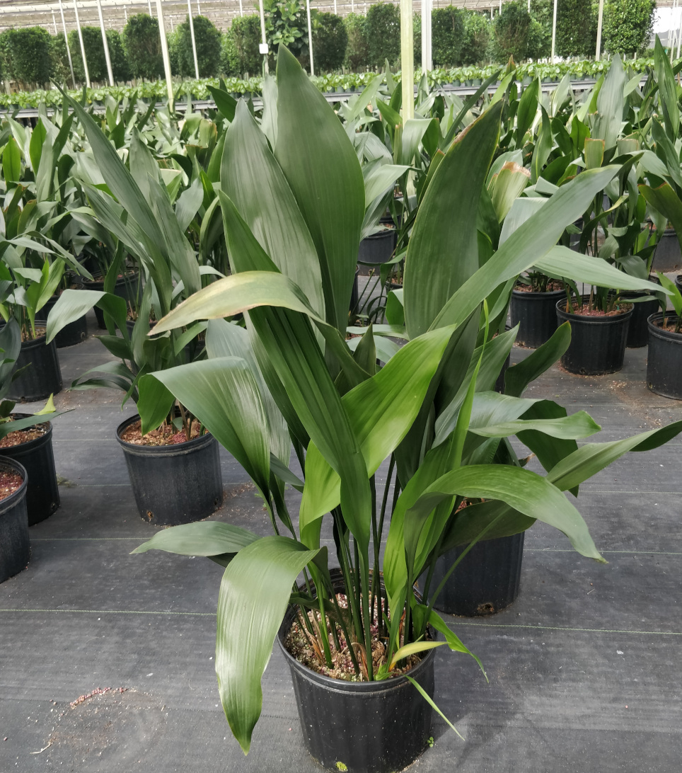 Aspidistra elatior | Farm Life Tropical Foliage