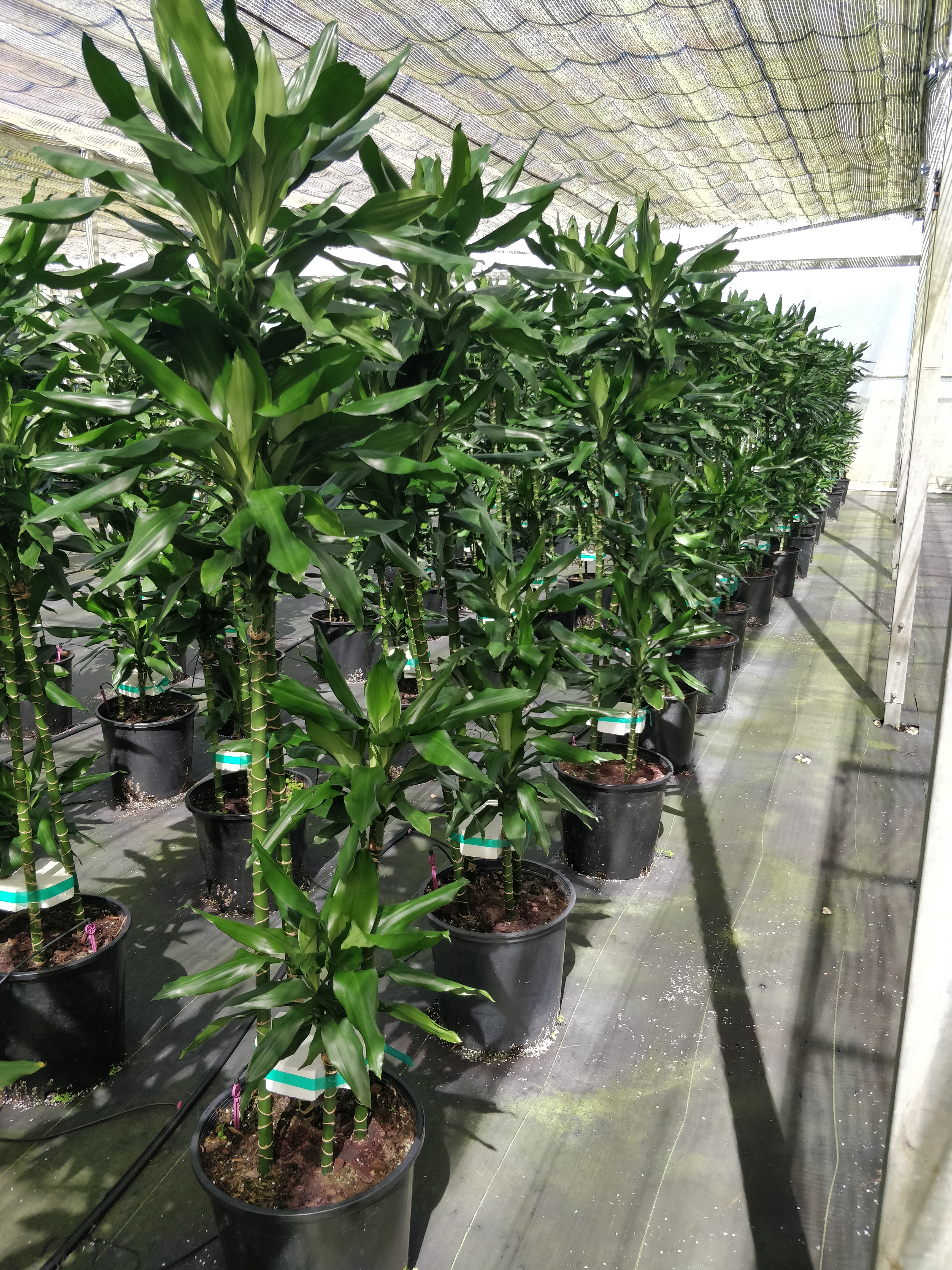 dracena cintho Dracaena Cintho - Air Purifying Houseplants for Delivery main image 1