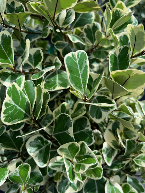 Ficus Triangularis