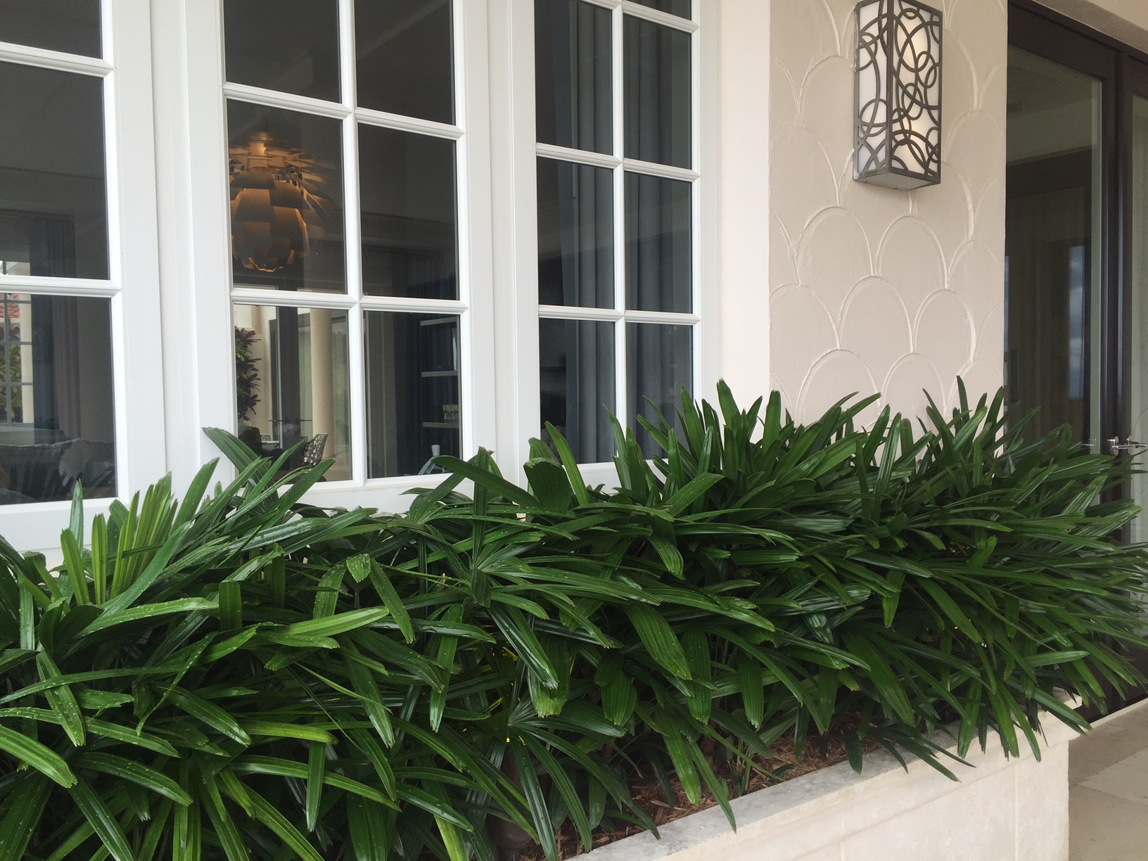 Rhapis palm and Dracaena reflexa at a residence in Fisher Island, Florida